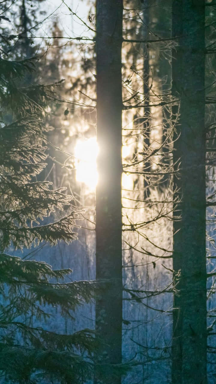 Connecting With Nature In Vertical Form Background