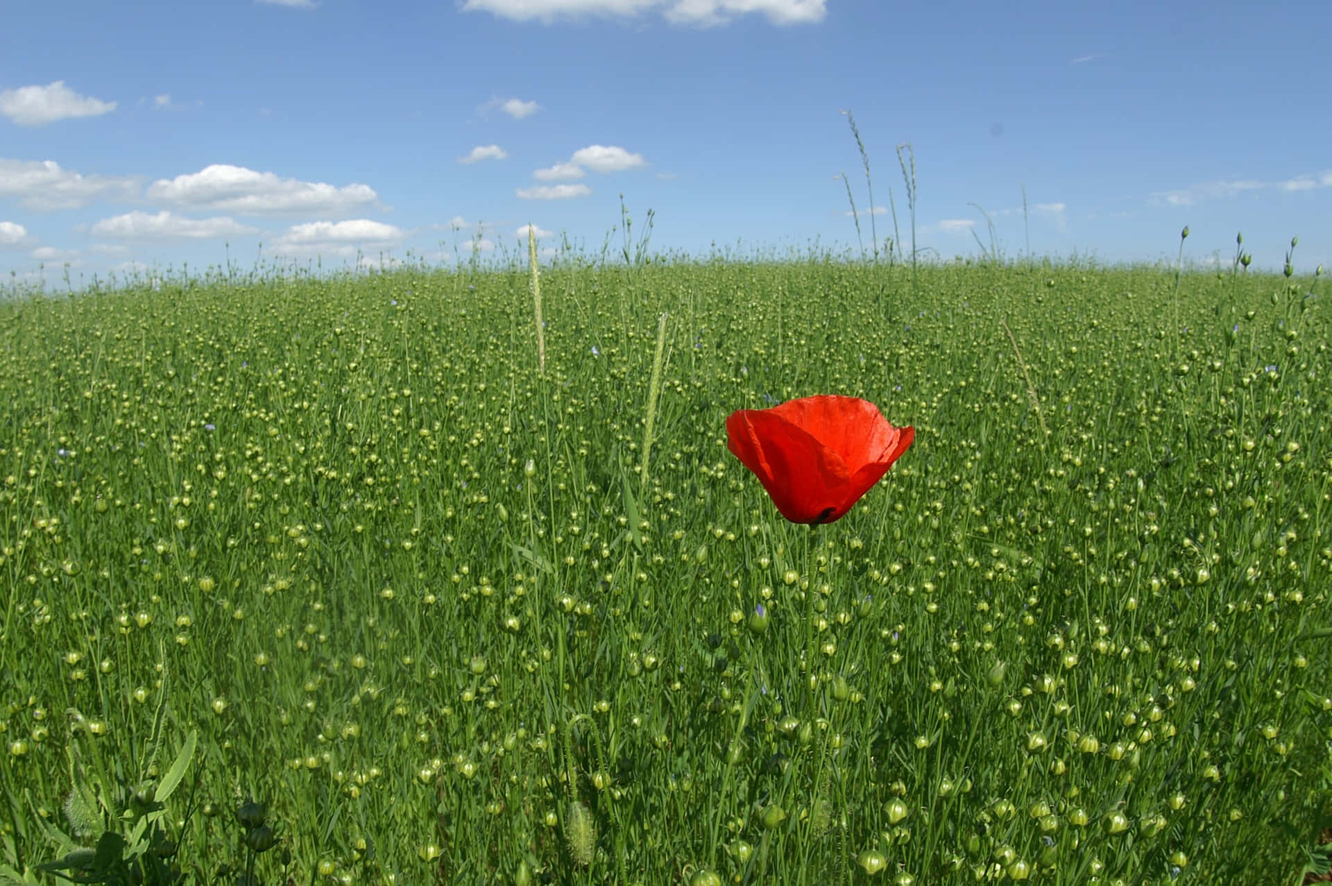 Conspicuous Flower In A Field Background
