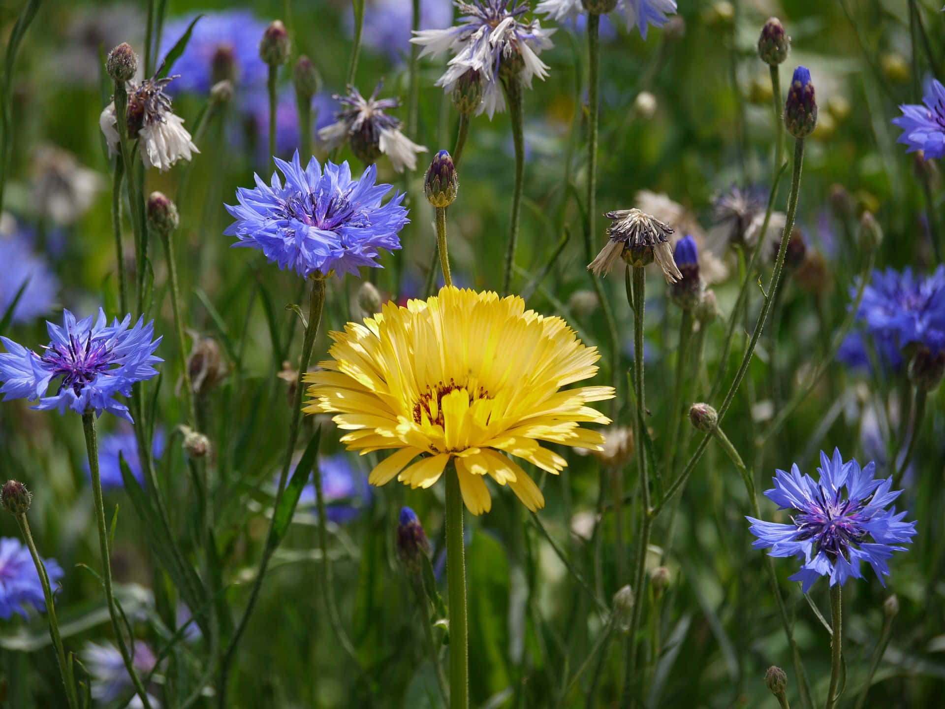 Conspicuous Sunflower In A Wildflower Field