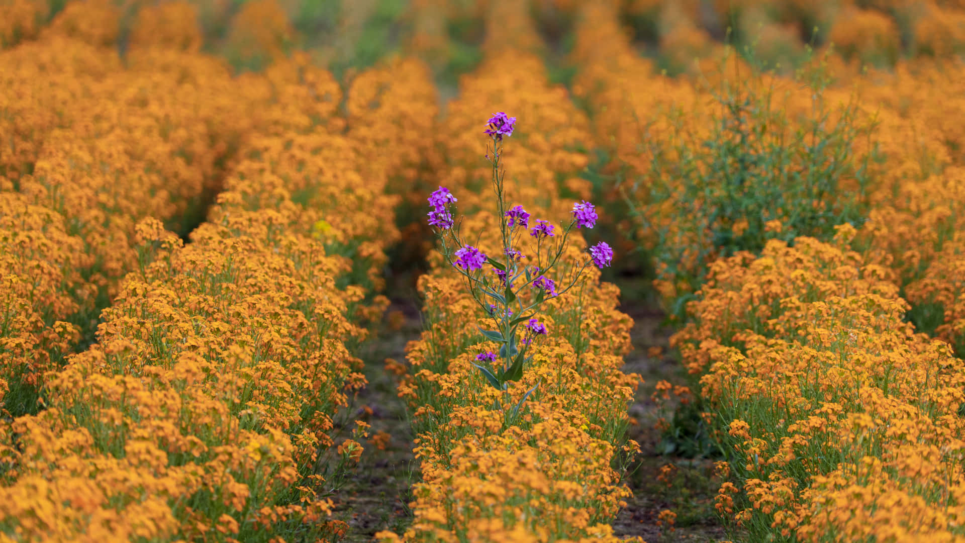 Conspicuous Violet Flower Plant On A Yellow Wildflower Field
