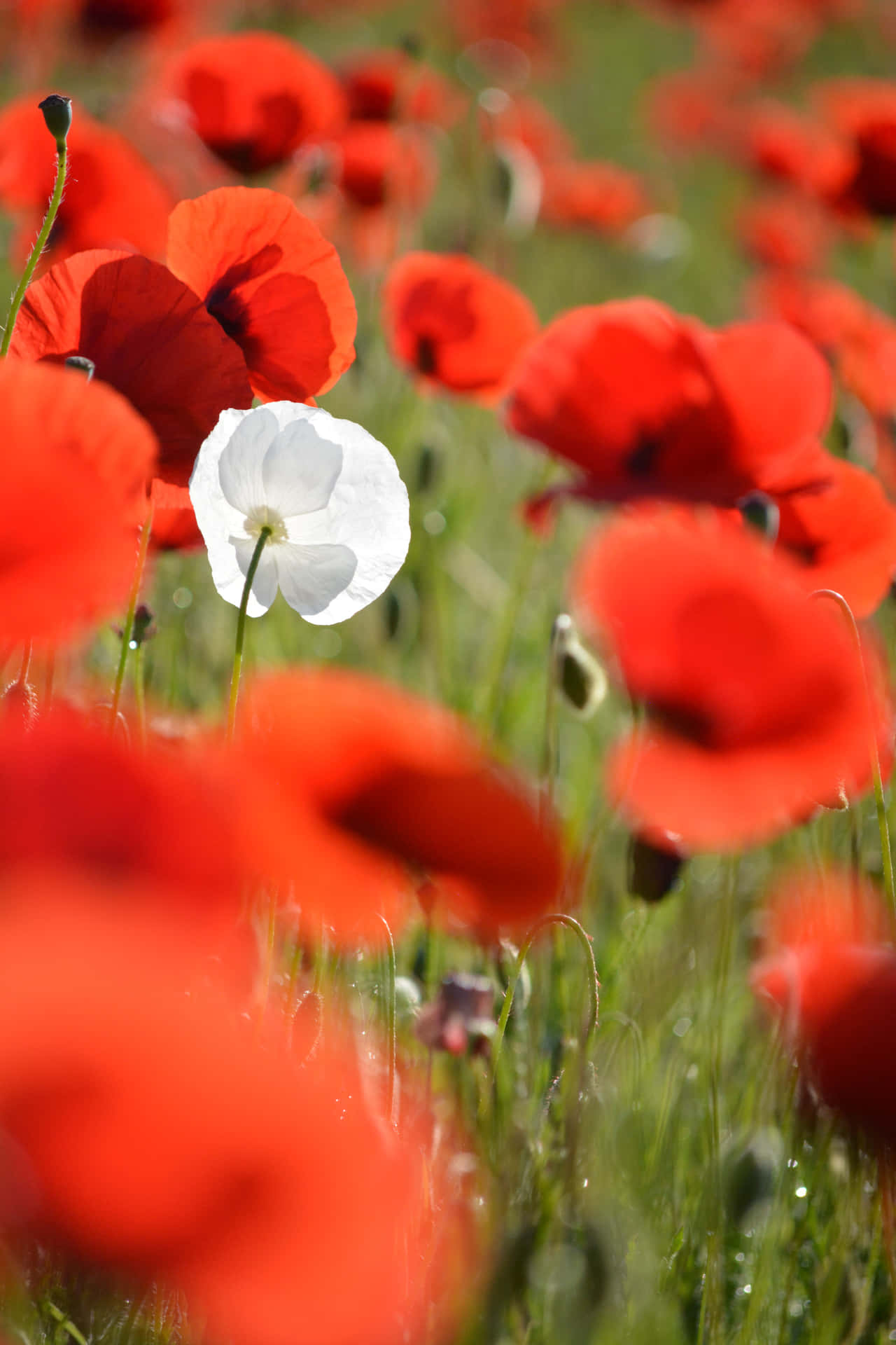 Conspicuous White Flower Among The Red Ones Background