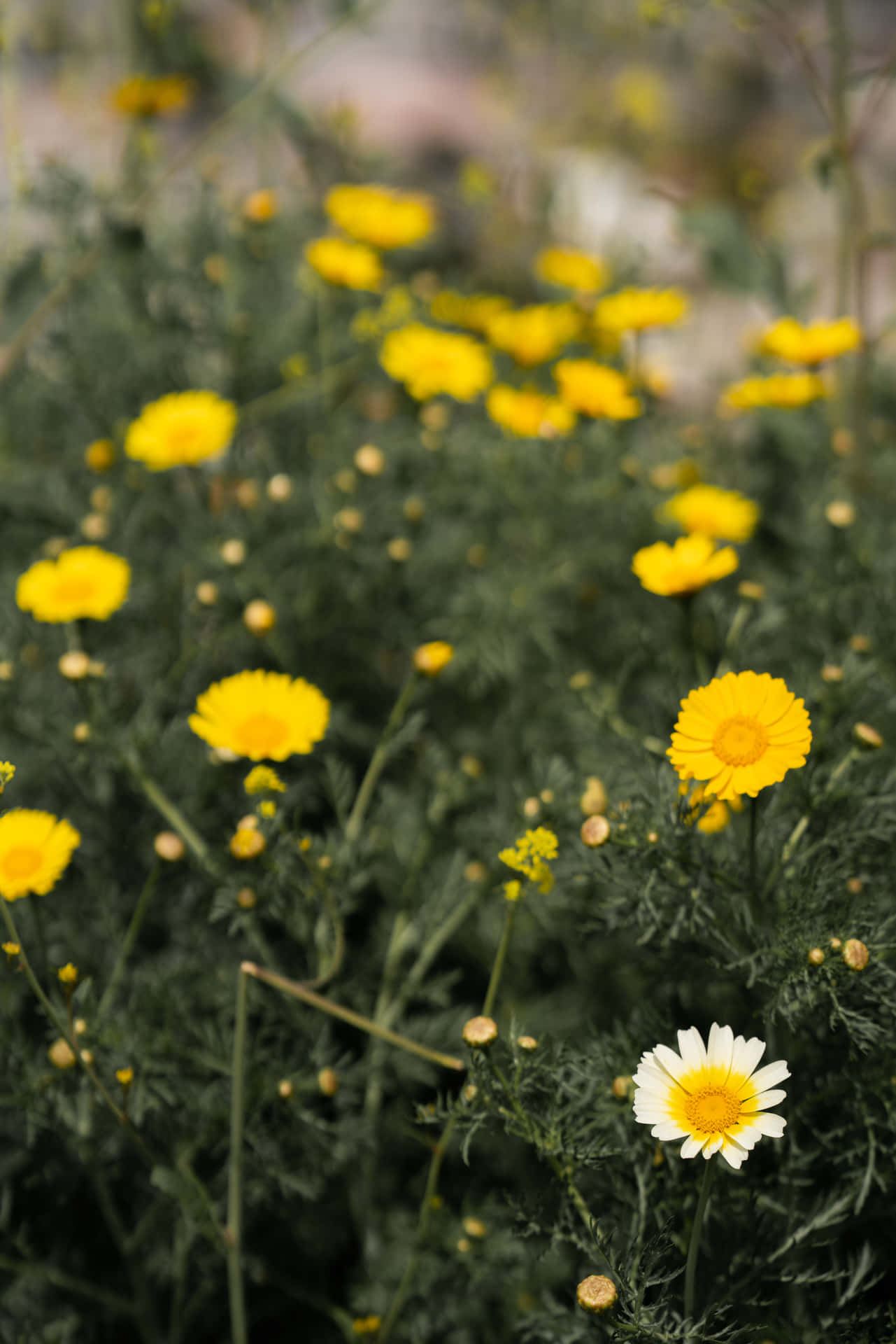 Conspicuous White Flower In A Yellow Daisy Field