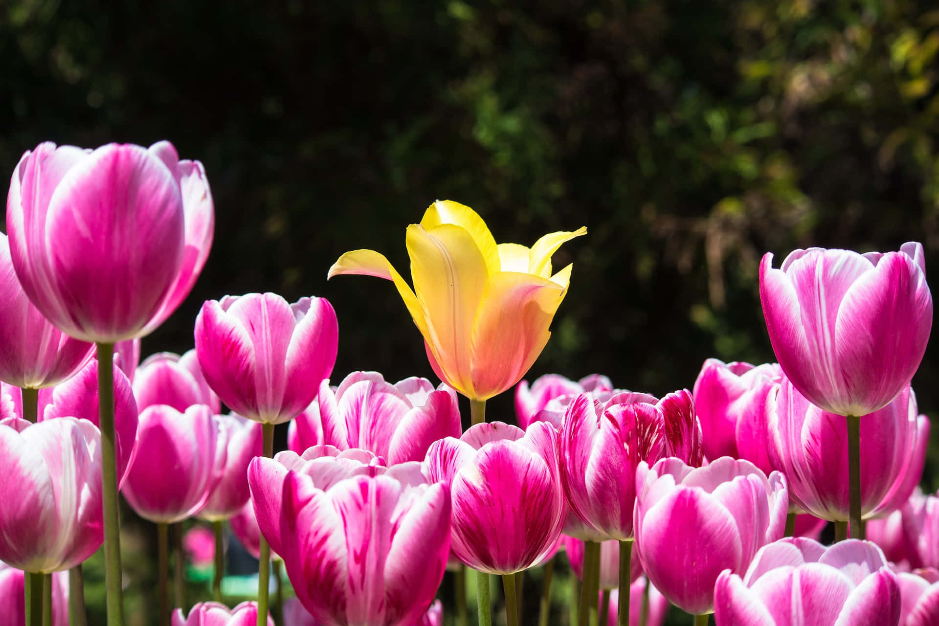 Conspicuous Yellow Flower In A Group Of Pink Flowers