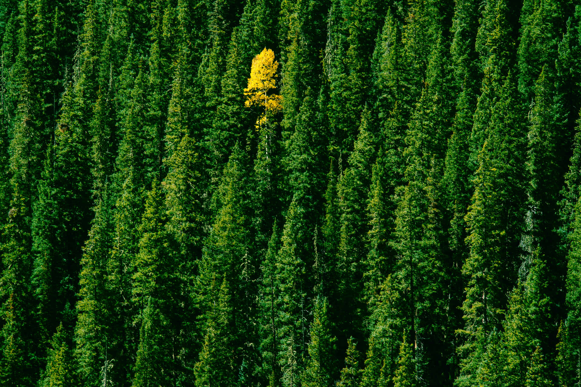 Conspicuous Yellow Tree In A Green Forest