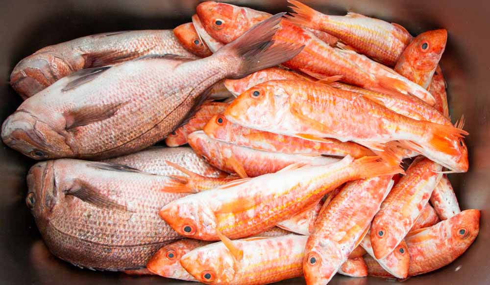 Container Full Of Red Mullet And Snapper Fishes Background