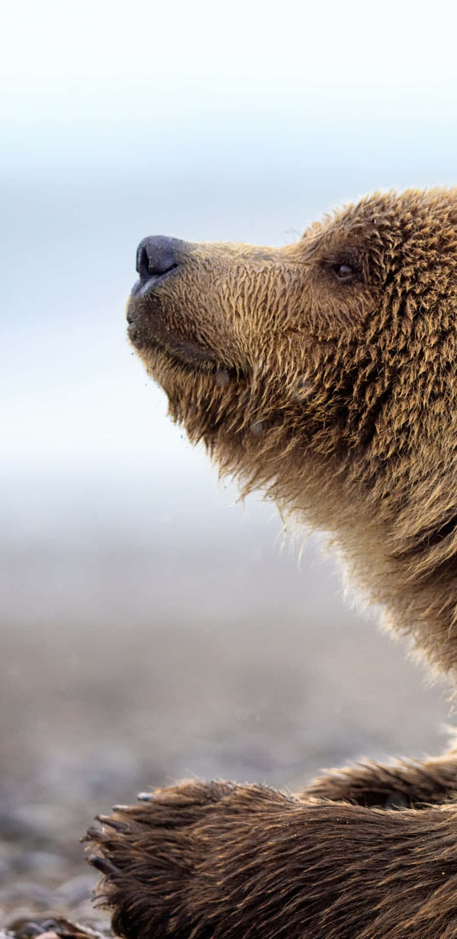 Contemplative Brown Bear Background
