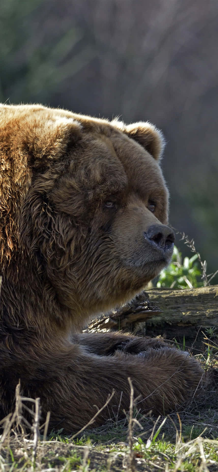 Contemplative Brown Bear Background