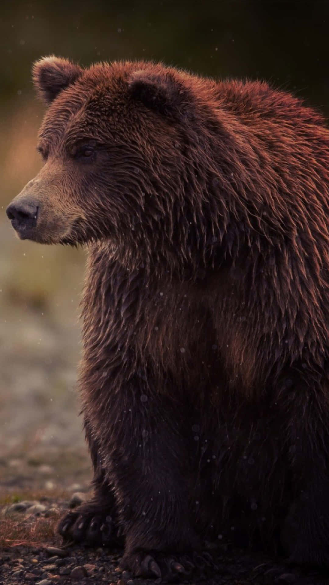 Contemplative Brown Bear Background