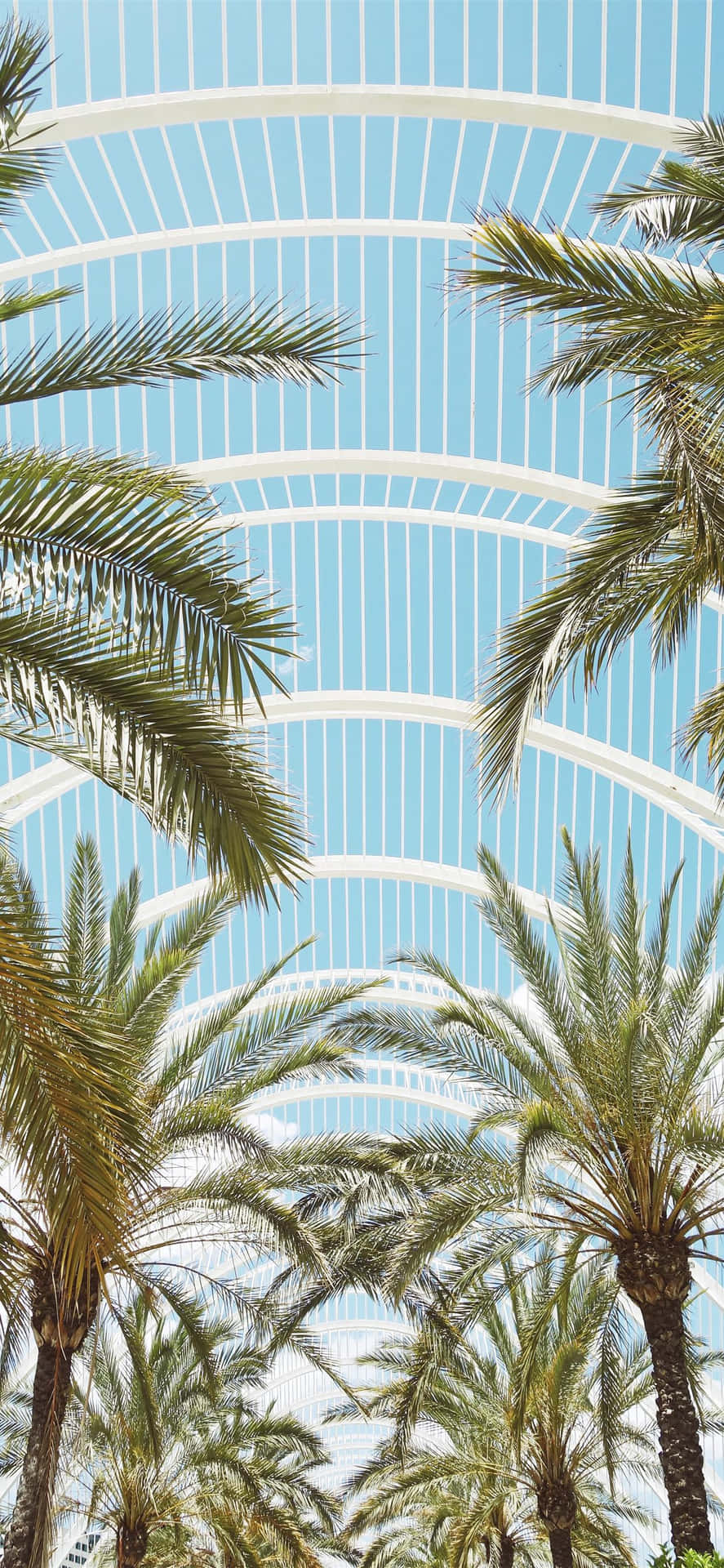 Contemporary Architecture Palm Trees Background