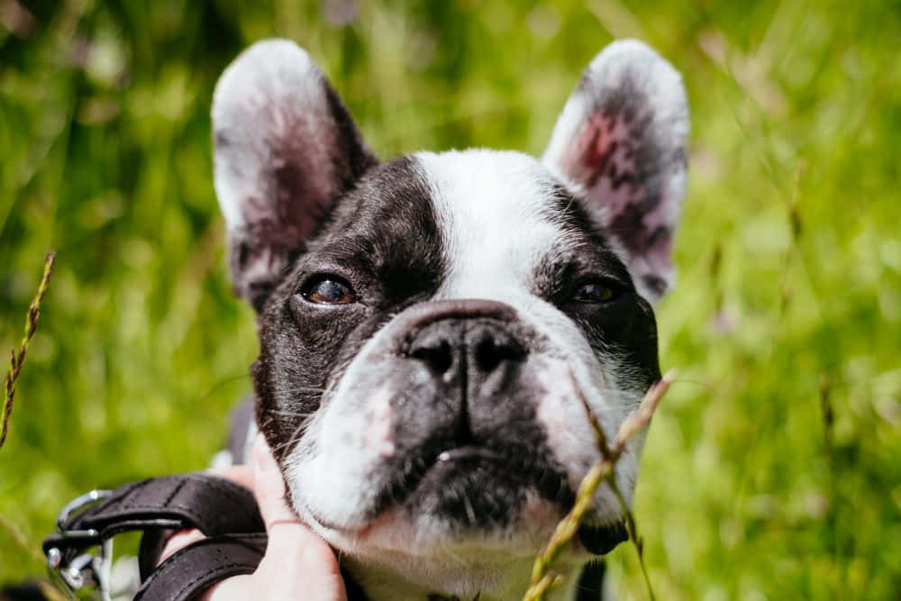 Contemptuous French Bulldog