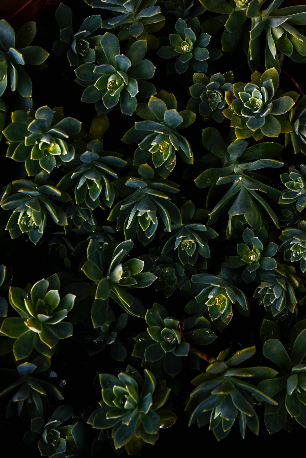Contrast Plants 4k Iphone 6 Plus Background