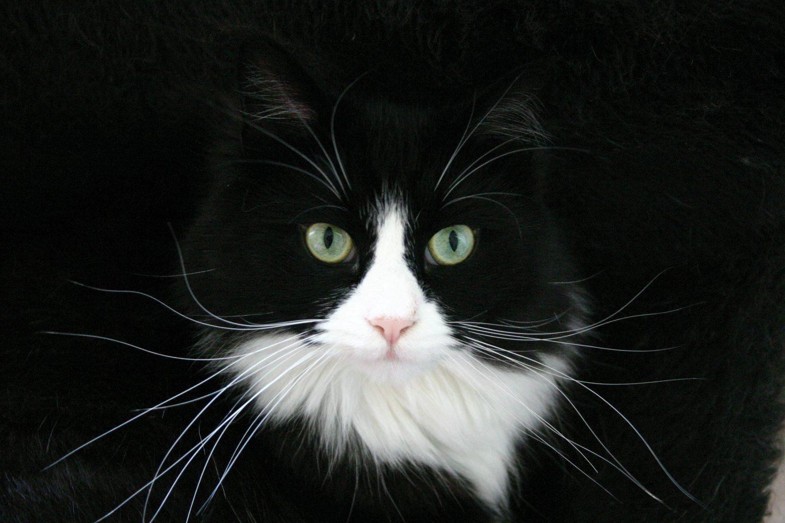 Contrasting Beauty - A Black And White Cat With Long Whiskers Background