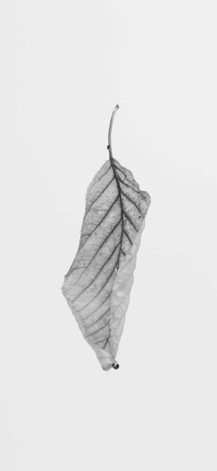 Contrasting Black And White Minimalism. Background