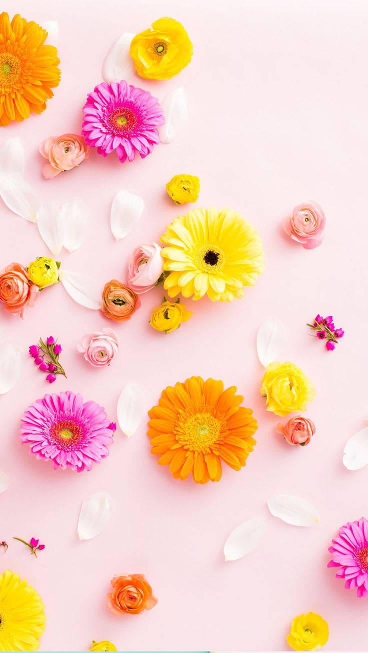 Contrasting Colourful Floral Iphone Background