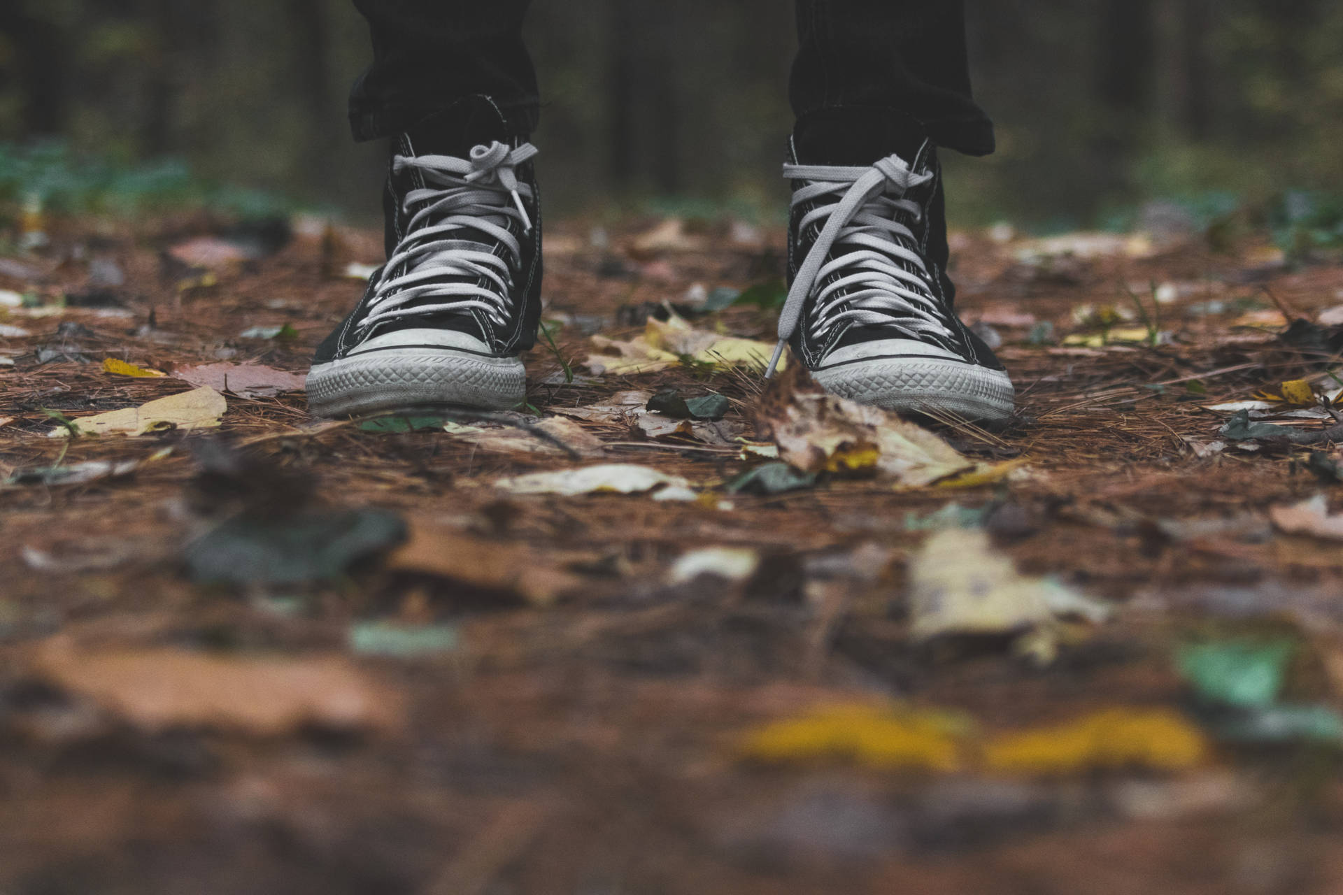 Converse In The Forest
