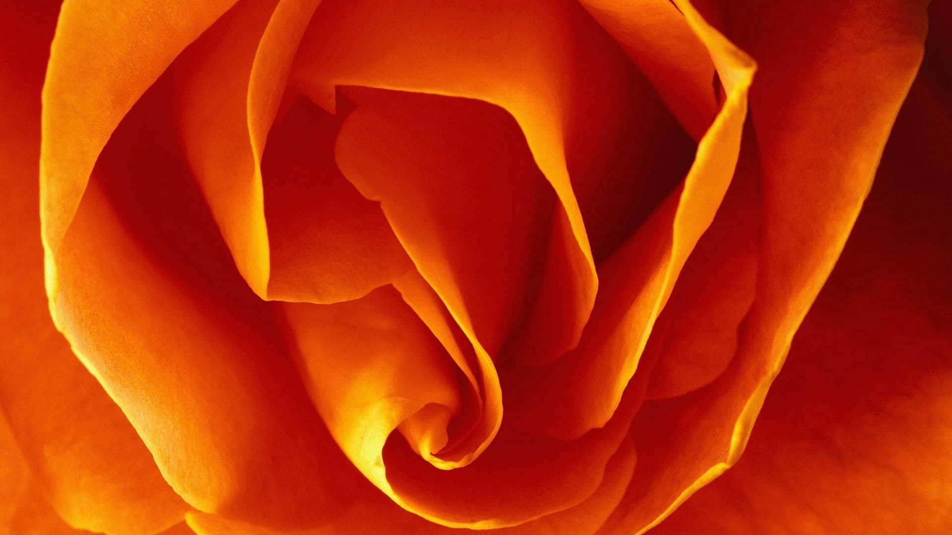 Convoluted Orange Petals