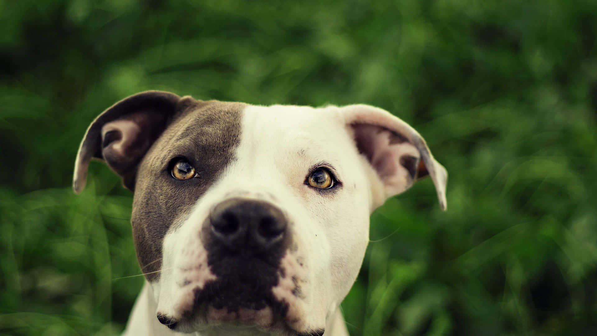 Cookies And Cream Dog Pitbull Color Background