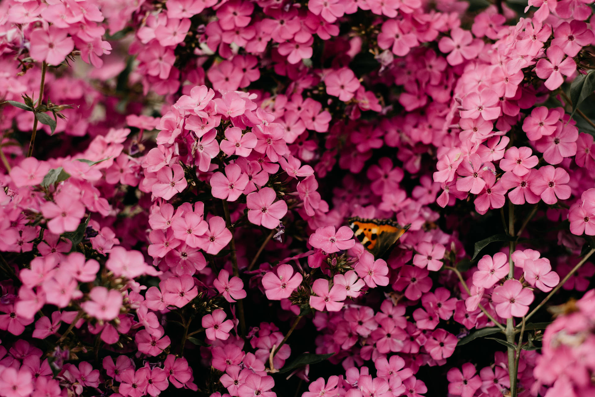Cool Aesthetic Pink Phlox Background