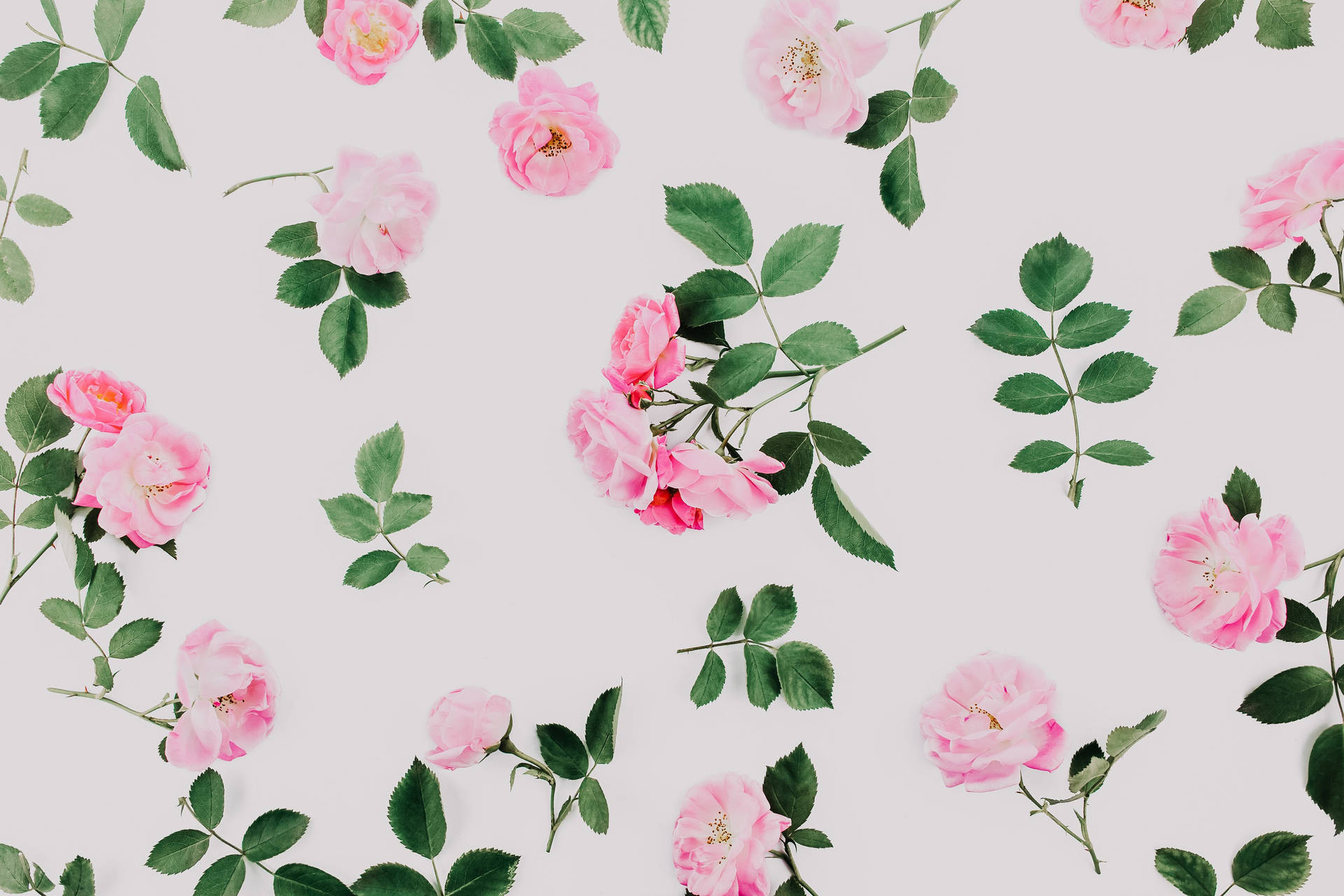 Cool Aesthetic Pink Roses Background