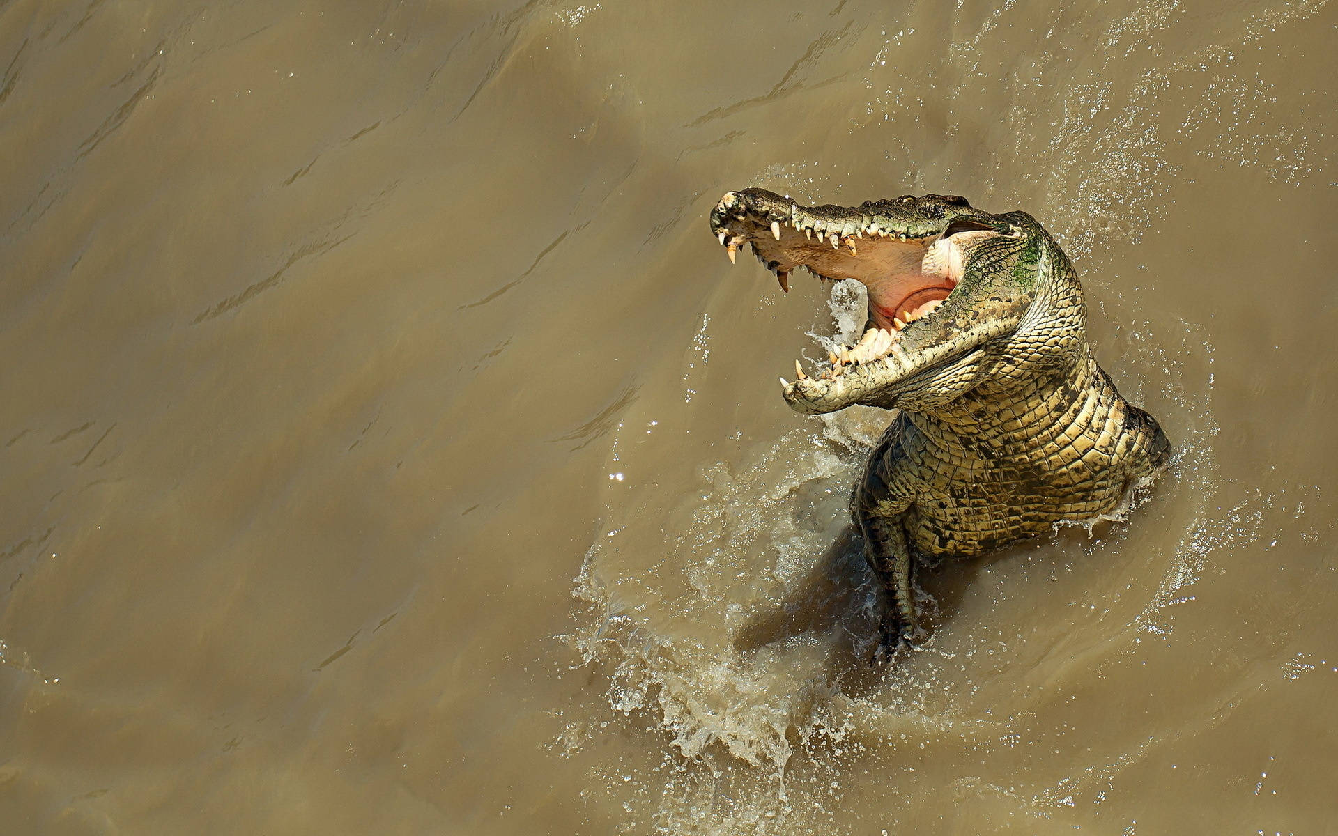 Cool Alligator Shot Background