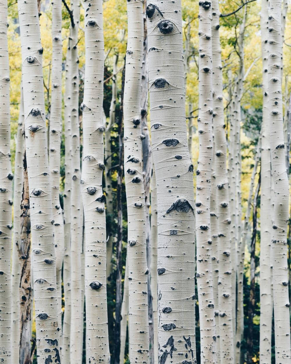 Cool Aspen Birch Tree Eyes Background