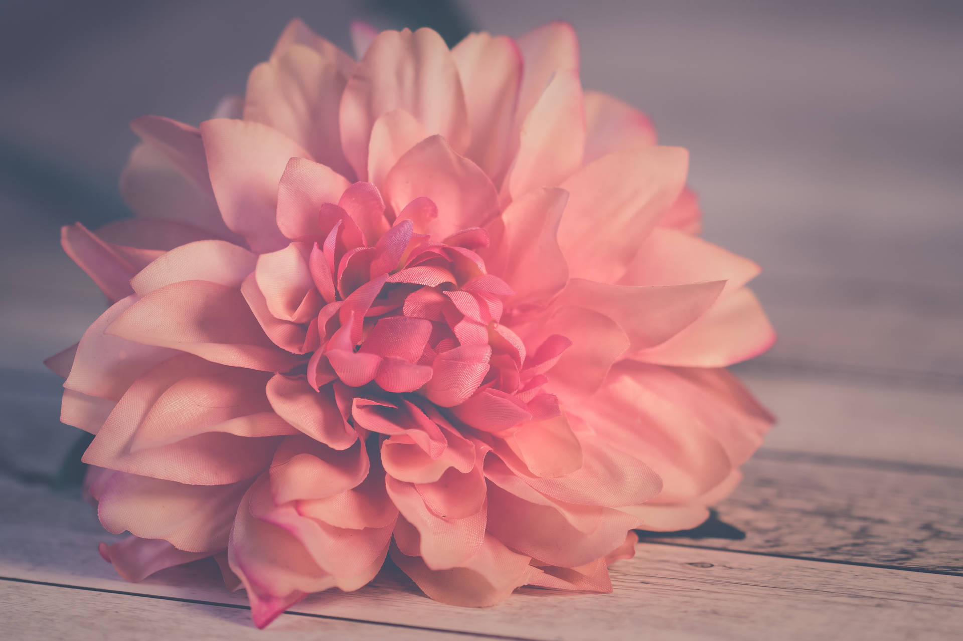 Cool Background Pink Dahlia Background