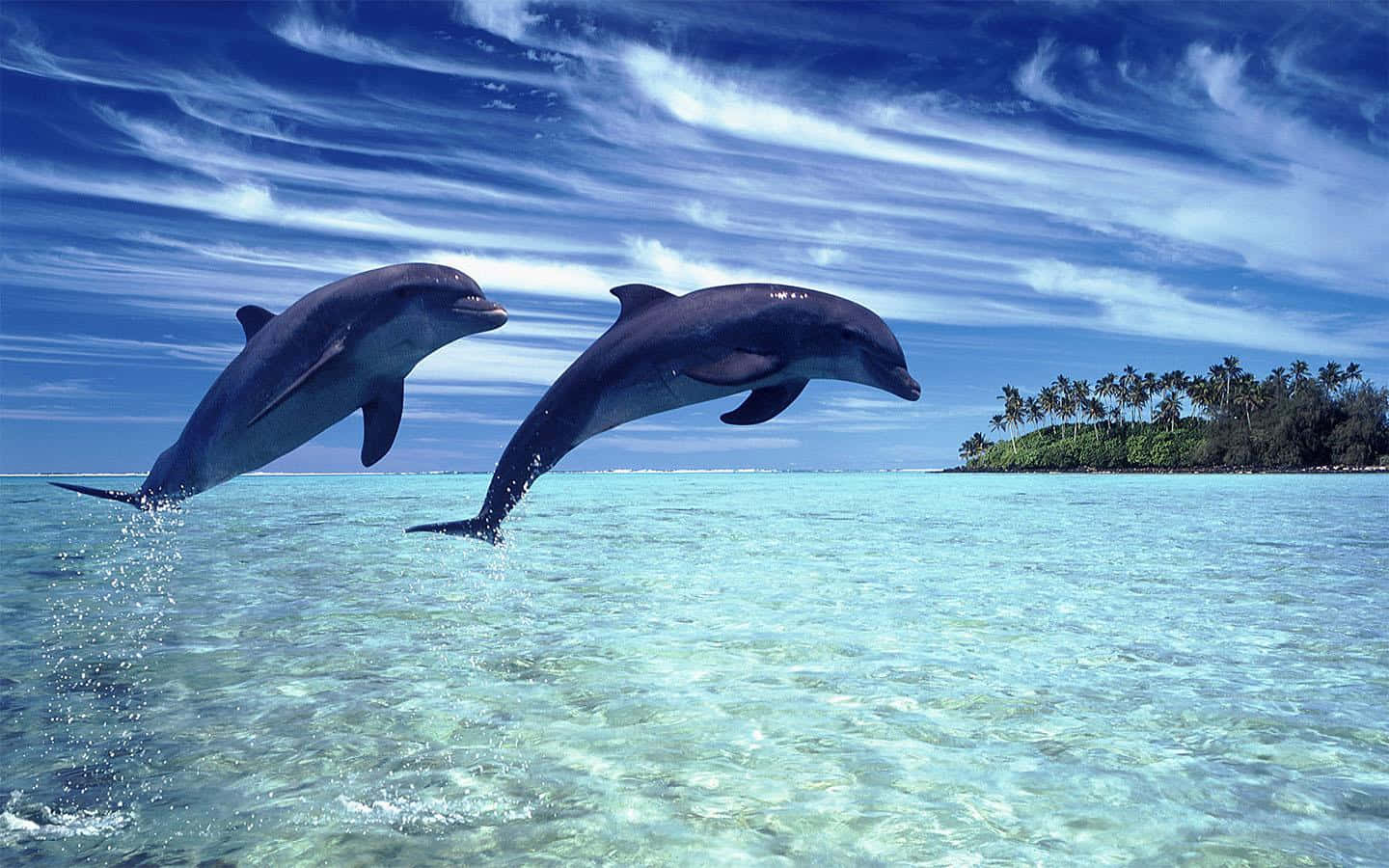 Cool Beach Dolphins Background