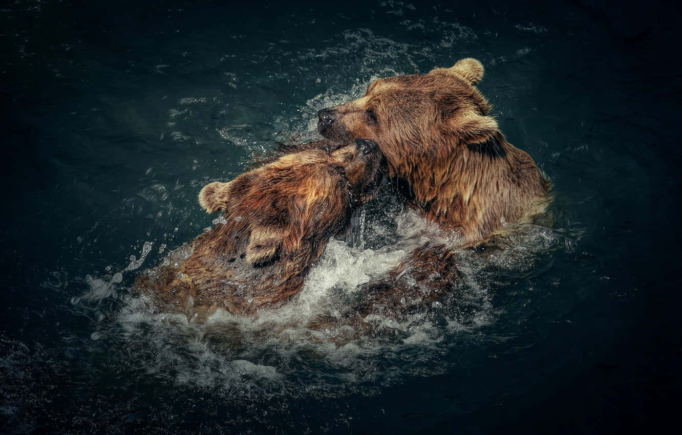 Cool Bear Couple Background