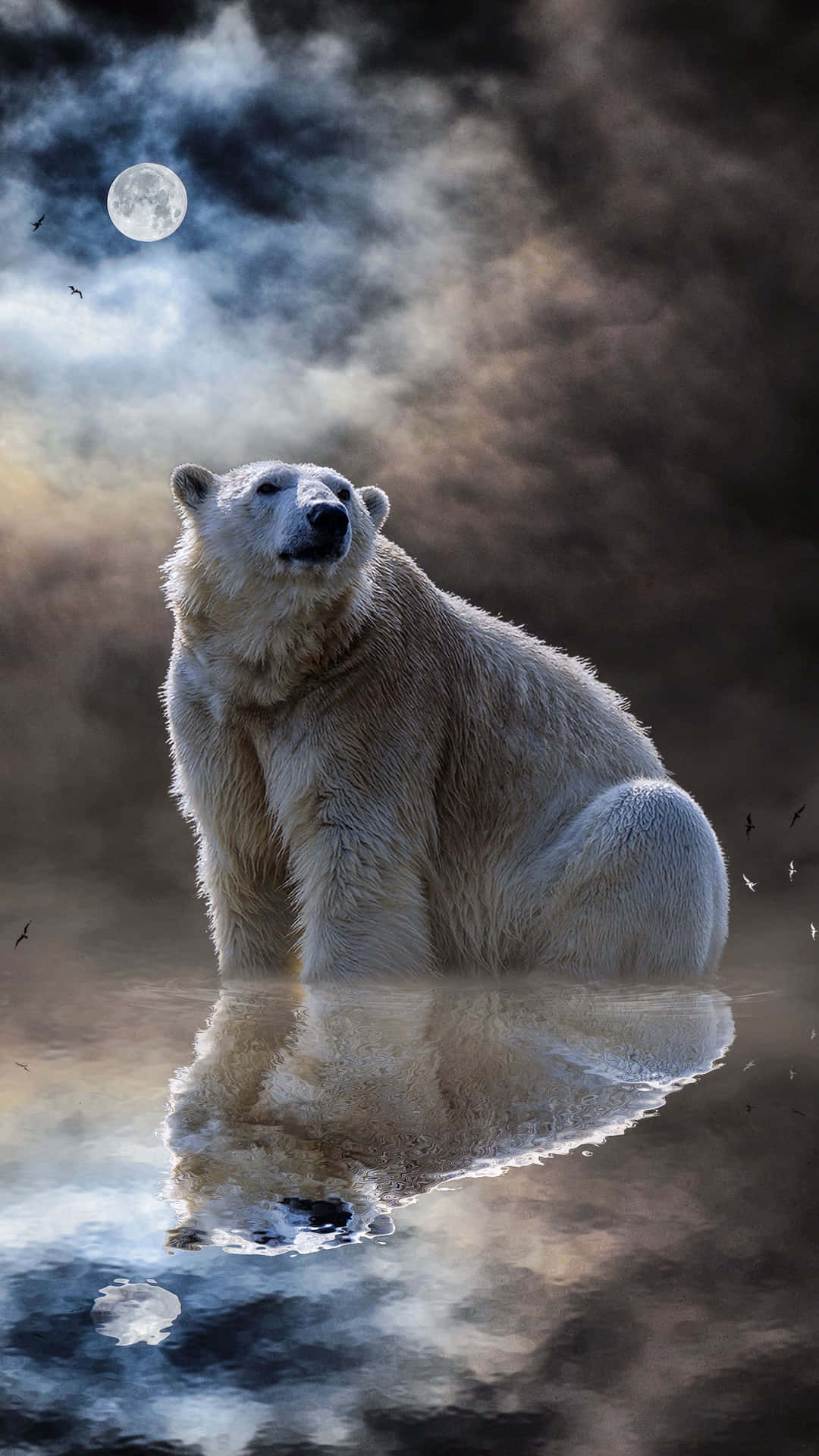 Cool Bear Portrait Photography Background