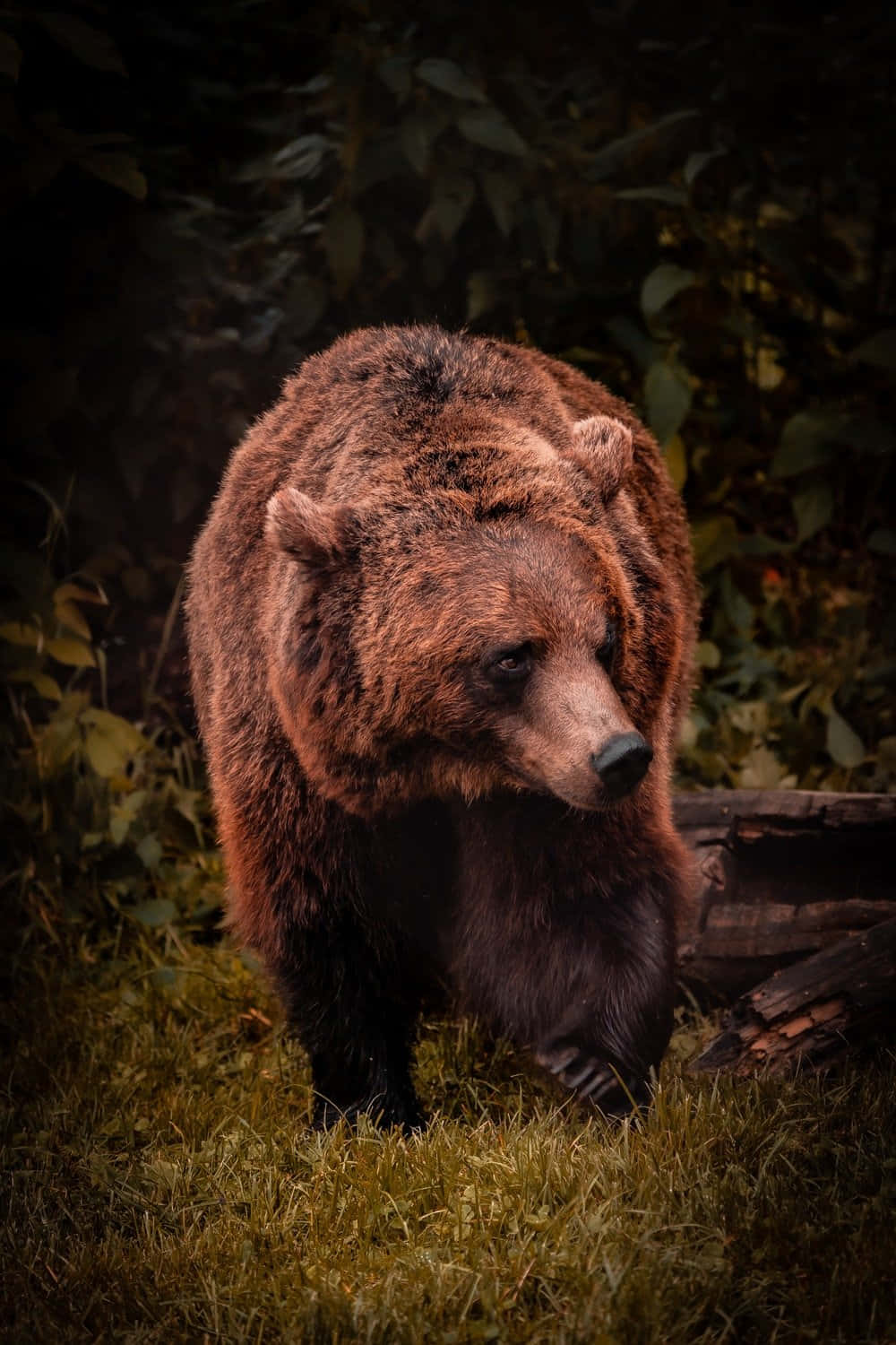 Cool Bear Takes A Break Background