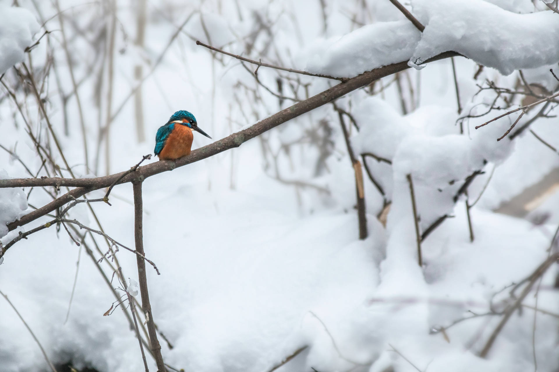 Cool Bird On Winter Tree Branch Background