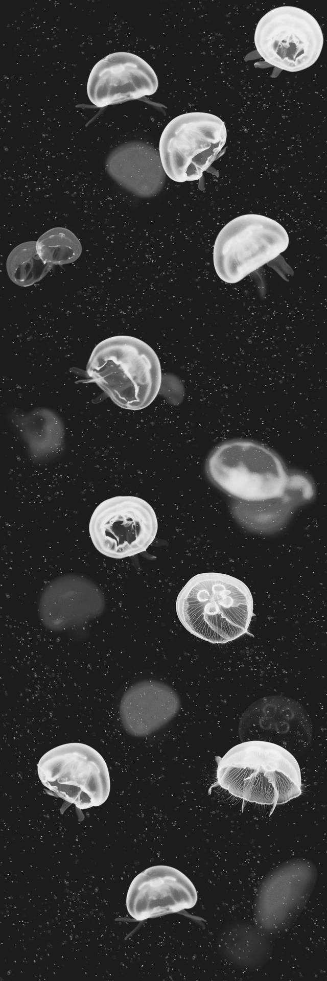 Cool Black Aesthetic Jellyfish Background