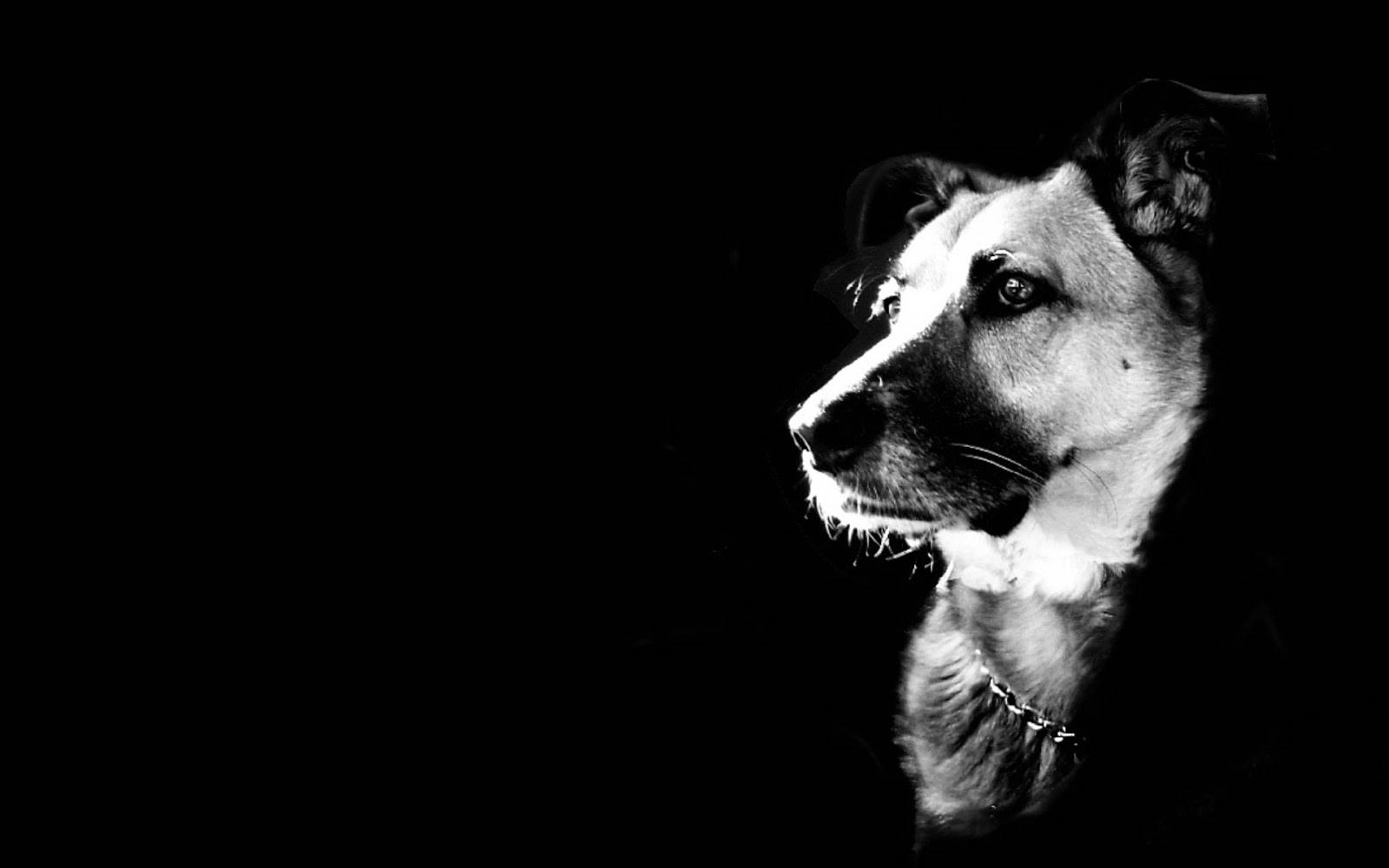 Cool Black And White Dog Background