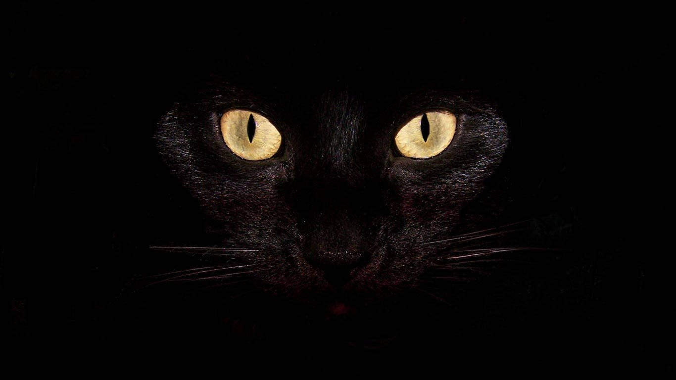 Cool Black Cat Background