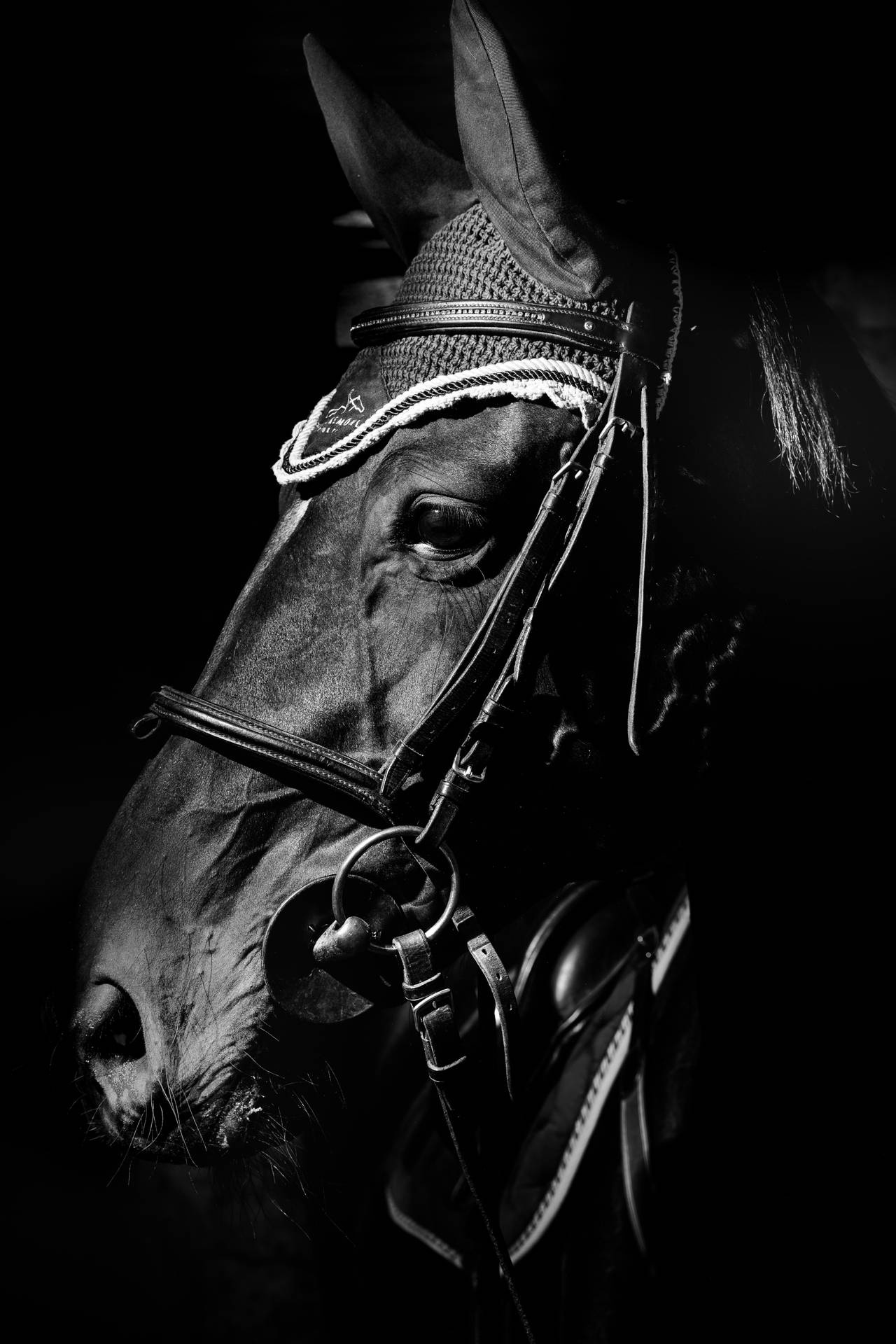 Cool Black Horse Face
