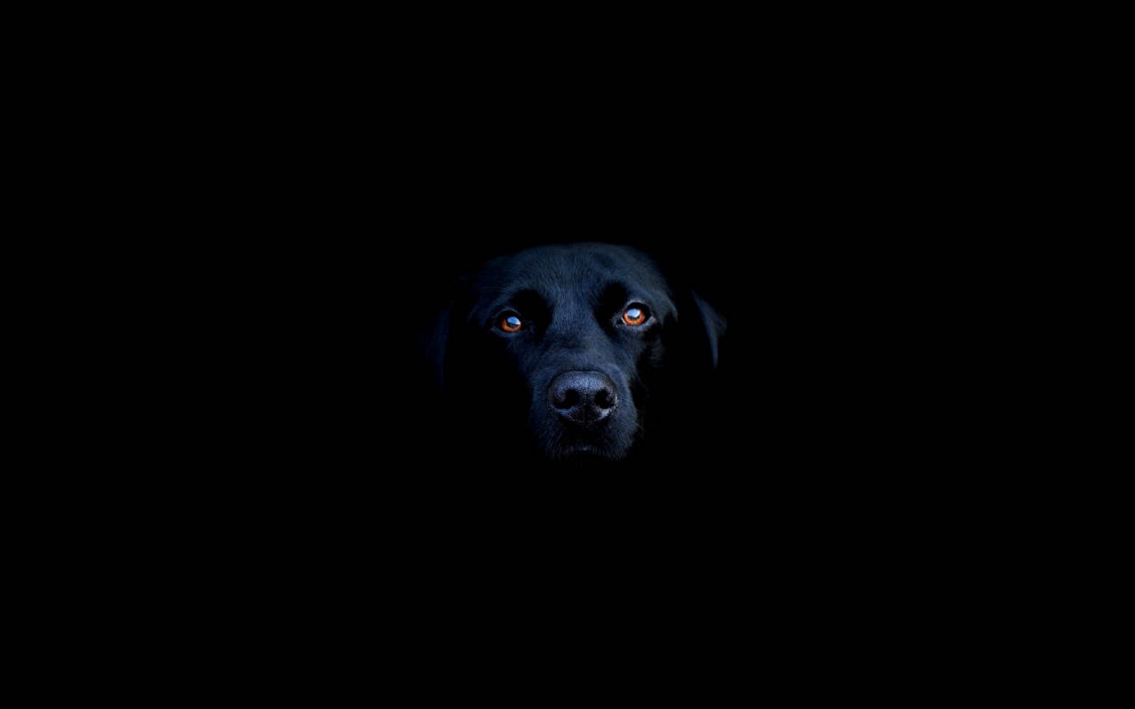 Cool Black Labrador Background