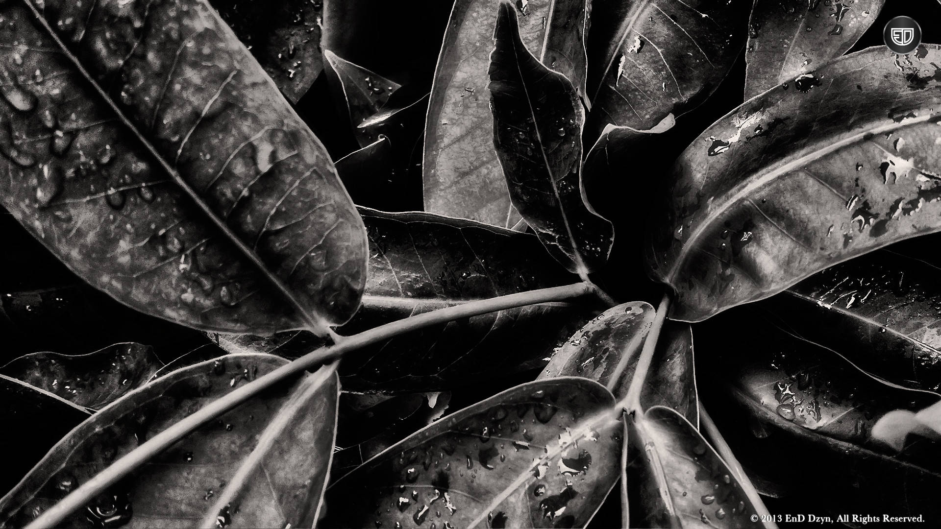 Cool Black Leaves