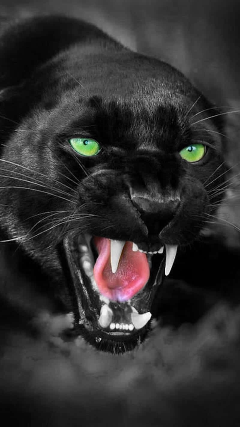 Cool Black Panther Animal 800 X 1422 Background