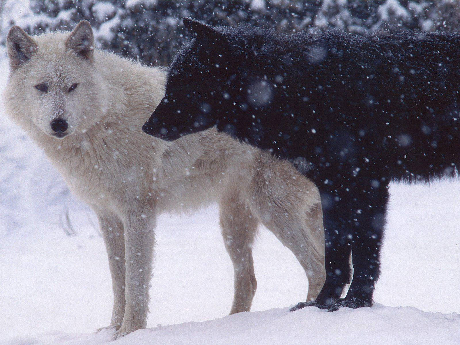 Cool Black Wolf And White Wolf On Snow Background