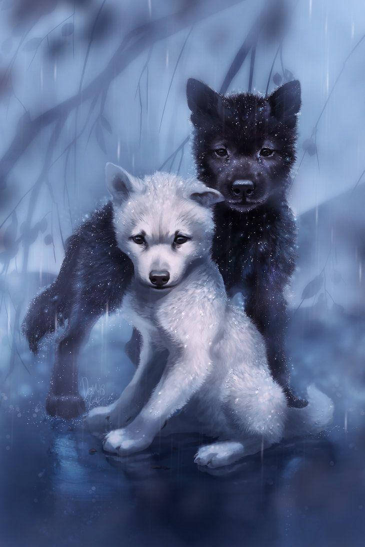 Cool Black Wolf And White Wolf Pups In Rain