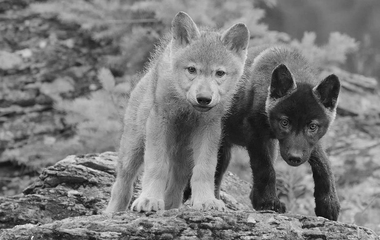 Cool Black Wolf And White Wolf Pups Background