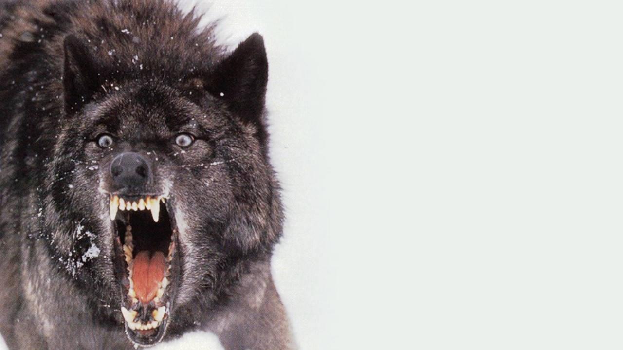 Cool Black Wolf Barking