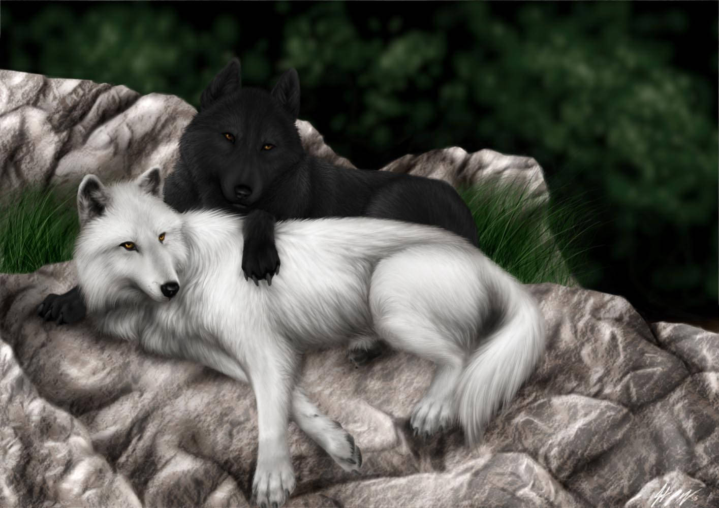 Cool Black Wolf Cuddling White Wolf