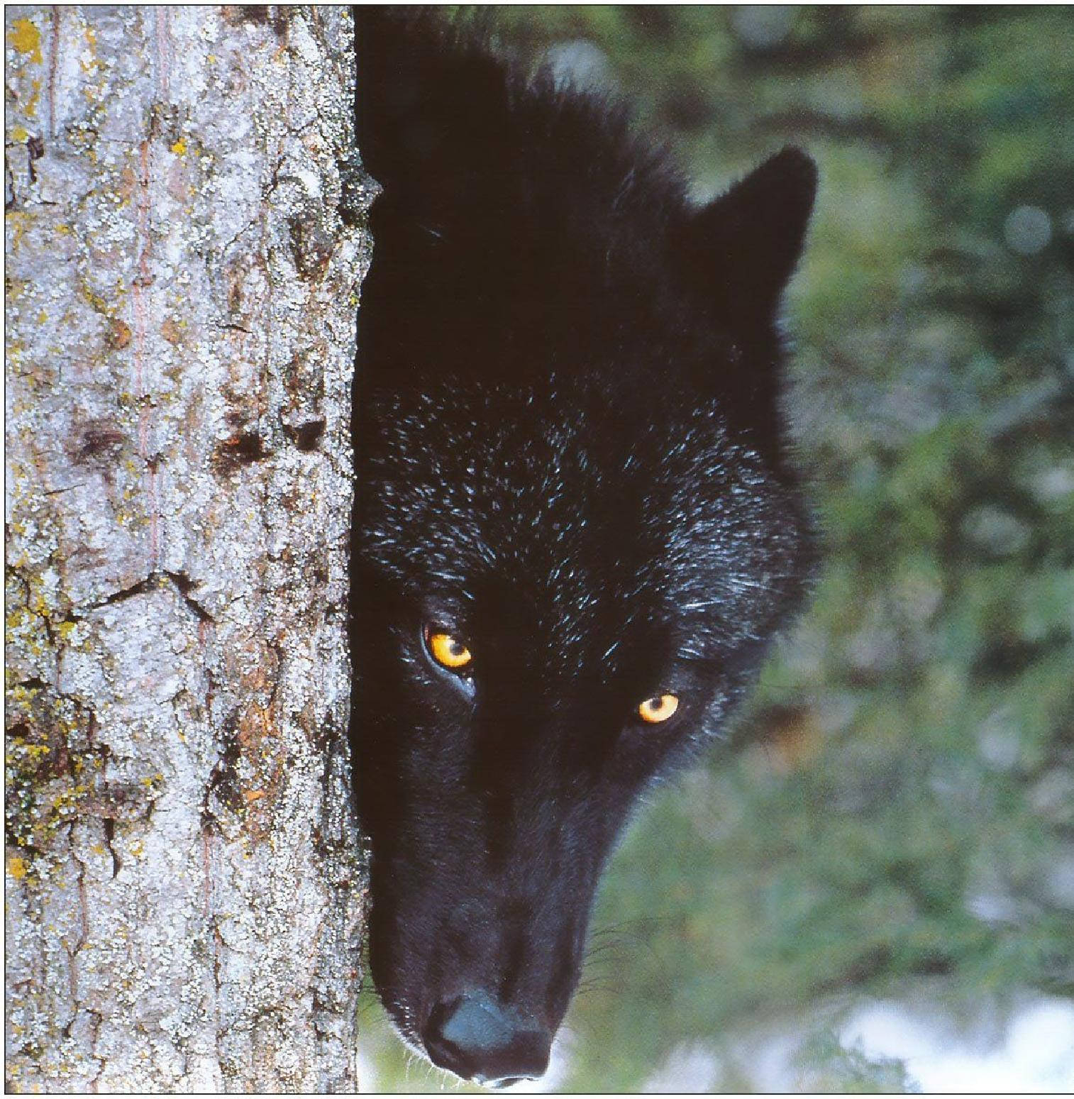 Cool Black Wolf Hiding Behind Tree Background