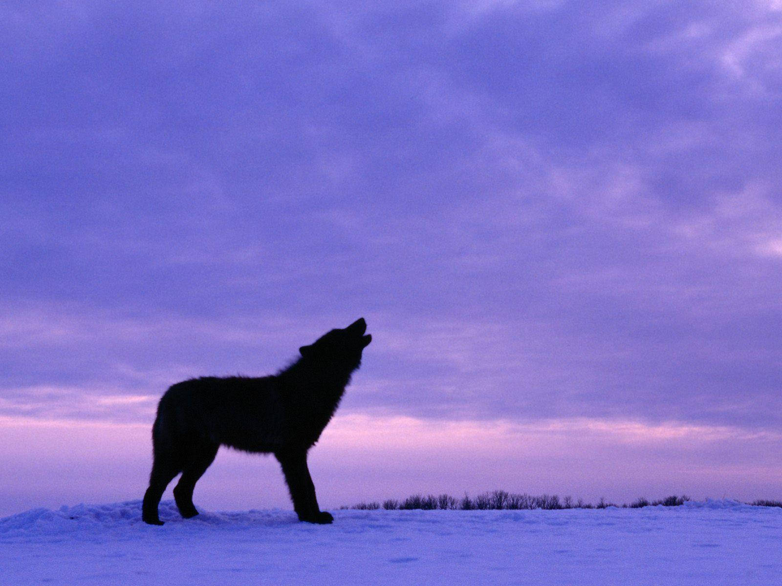 Cool Black Wolf Howling To The Sky Background
