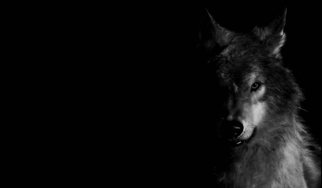 Cool Black Wolf In Darkness Background