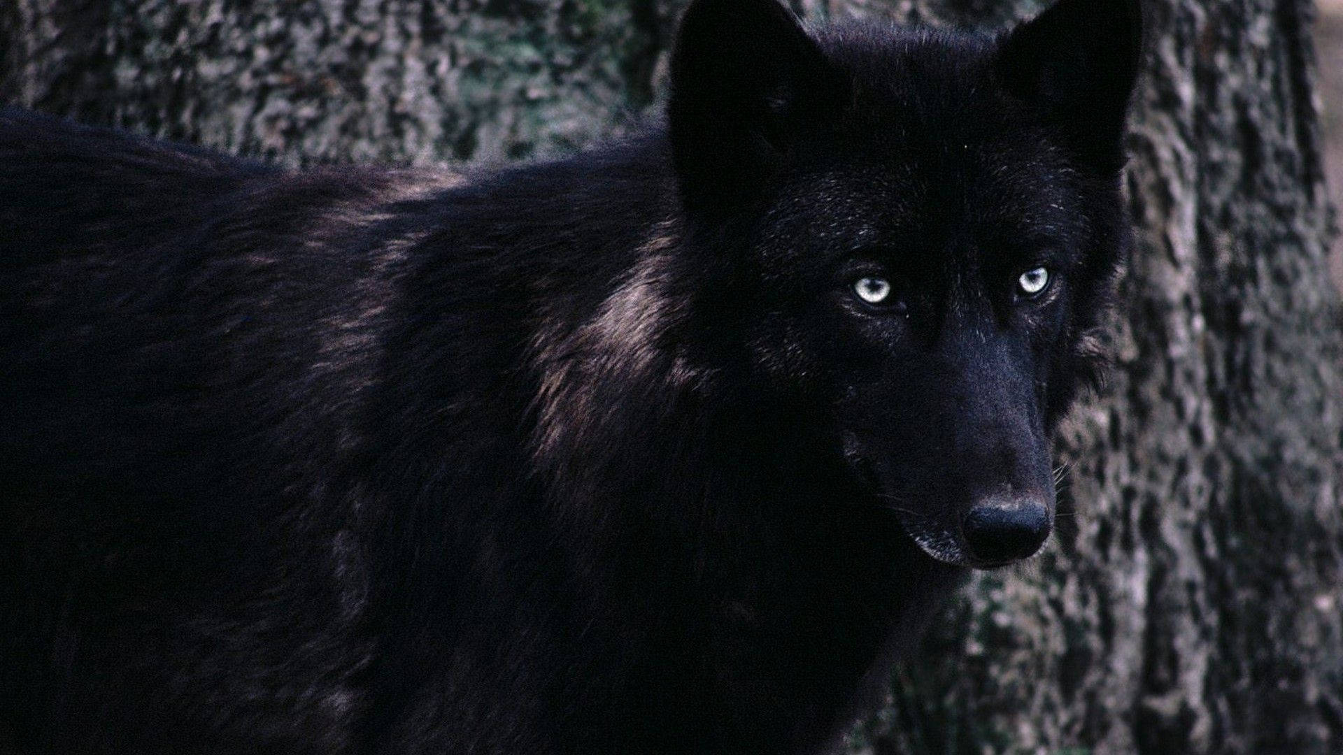 Cool Black Wolf In Front Of Tree