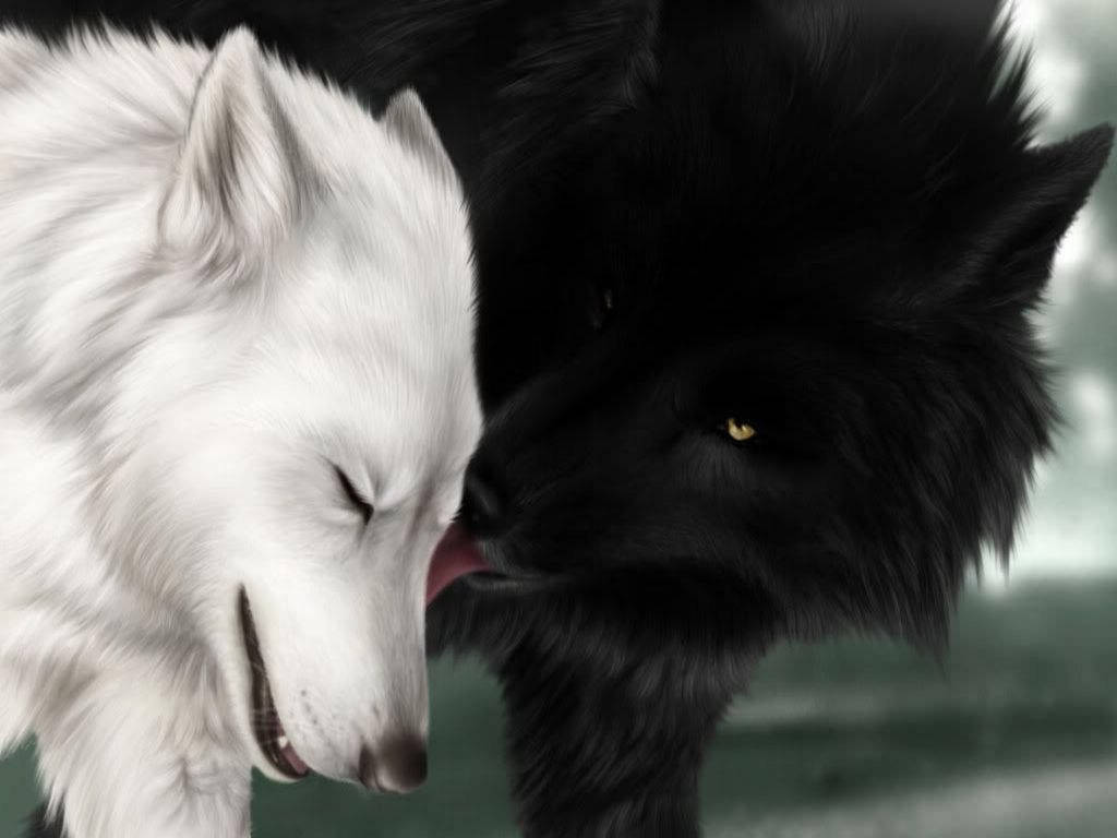 Cool Black Wolf Licking White Wolf Background