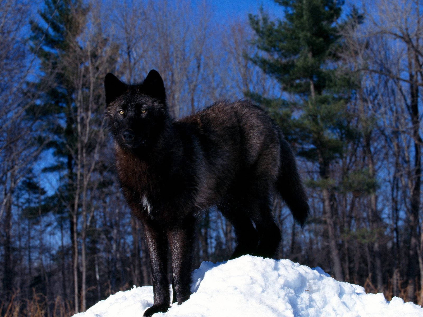 Cool Black Wolf On Mound Of Snow Background