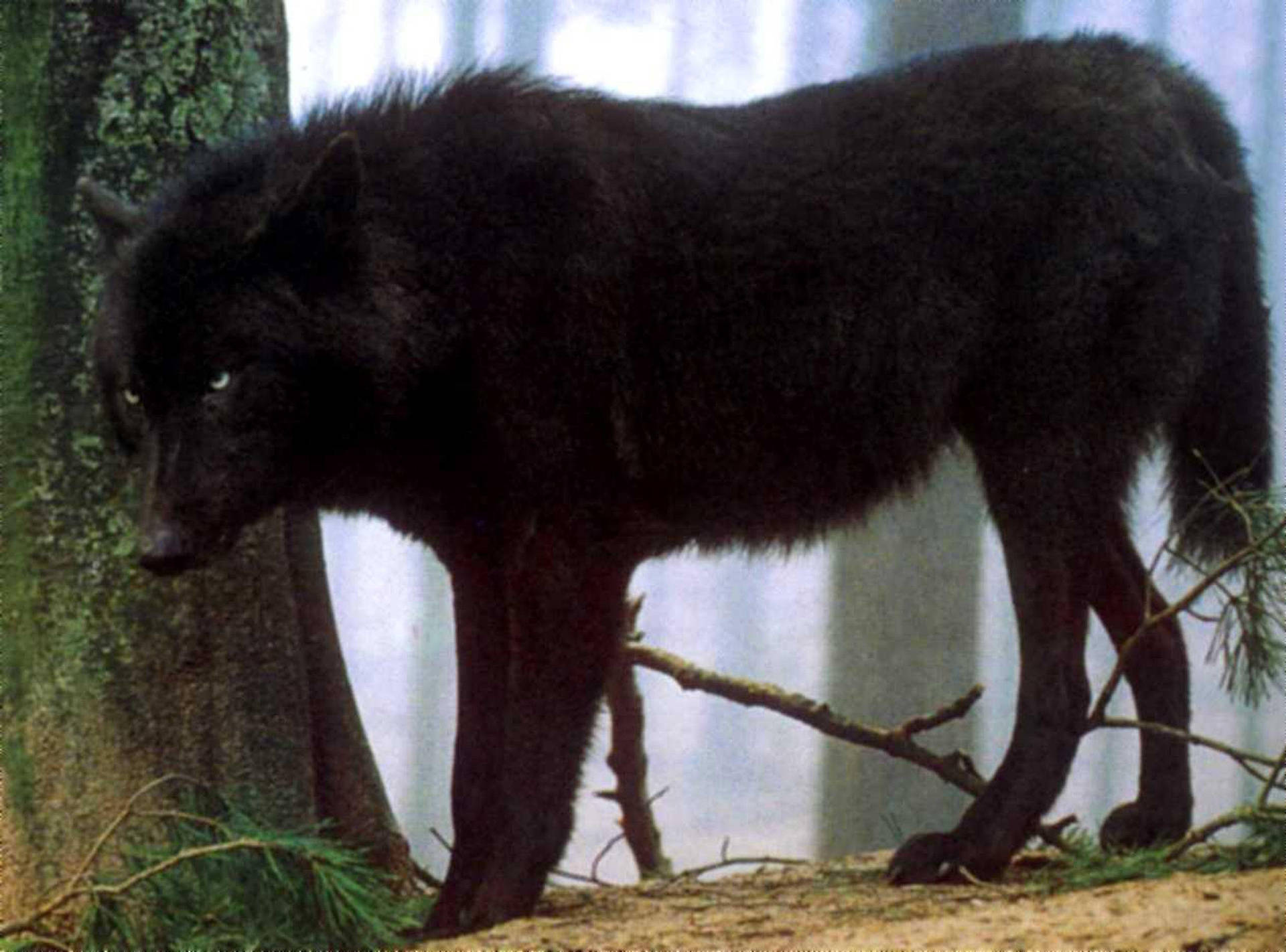 Cool Black Wolf Under Mossy Tree Background